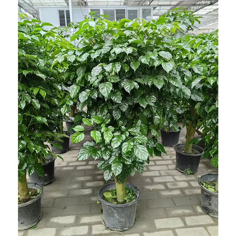 Lubao горшок Зеленая посадка счастье дерево большой лист Маскировка фасоль крытый и открытый Садоводство зеленые цветы