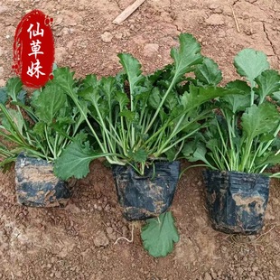 Dabinju Qingzhou Perennial Grass Flower Base Supplies Cold-Resistant and Drought-Resistant Multi-Bud Cosmos, Pine Cone, Coneflower, Goldenrod