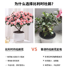 杜鹃花盆栽带花苞老桩大颗四季开花植物阳台室内观花卉绿植好养活