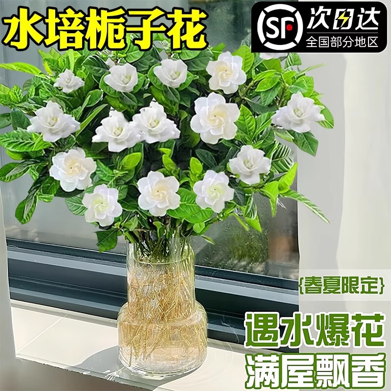 Hydroponic Gardenia Potted Plant with Buds, Easy-To-Grow Green Plant for Office Desk, Living Room Balcony, Suitable for All Seasons