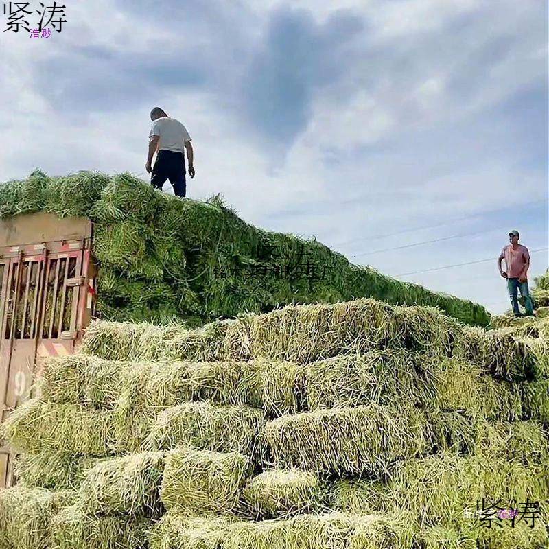 Кормление травой, сеном, овечьей травой, альпакой, влажным кормом для коров, люцерновым сеном для коров и овец, домашней травой, сеном, кормом для лошадей.