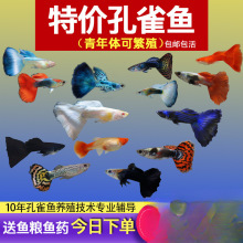 ��ȸ�~С�~�Ꭷ�~ȫ�N�������B�^�p�~С�͵�ˮ���R�~����~���l