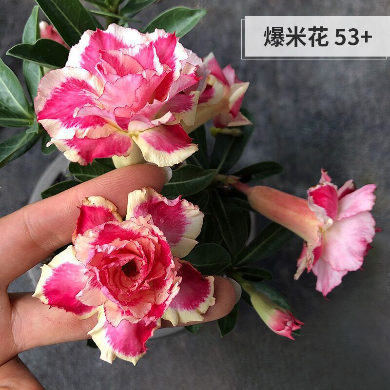 # 14 팝콘-사막(3년생 모종) 같은 해에 개화