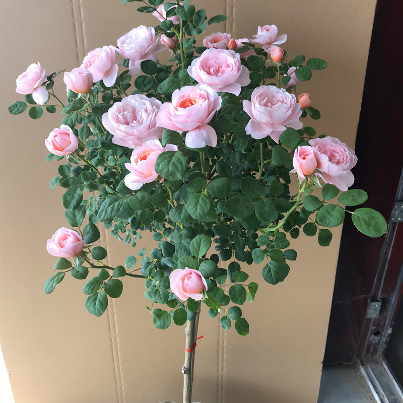 퀸 (폭발 추천) 패턴이 머리를 매달 지 않고 잘 보입니다.