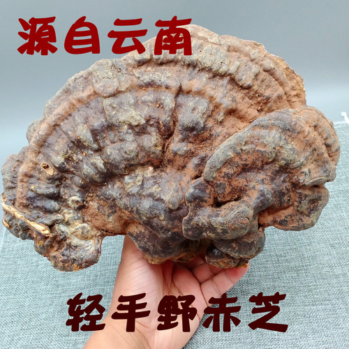 Anhui Dabie Mountain farmers collect wild-growing non-cultivated red reishi and red reishi slices, branches, 250g