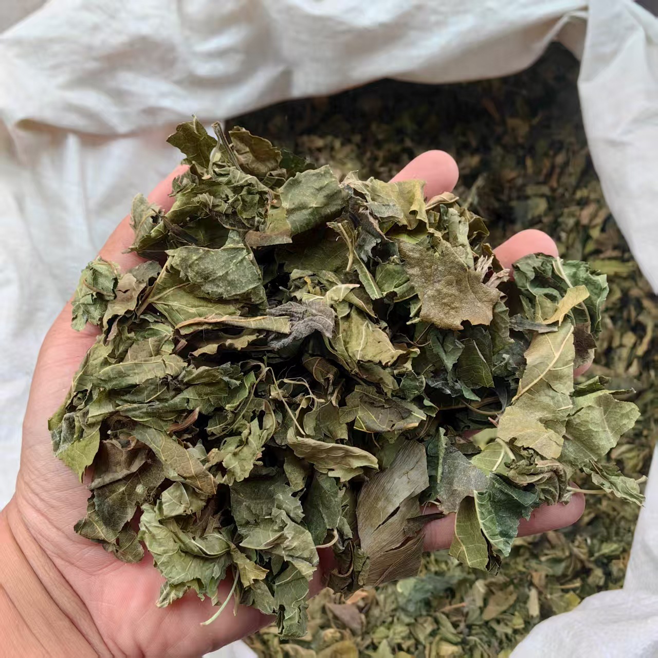 Dried Mulberry Leaves 500g Sang Ye Natural Sun Dried Herbal Tea Leaves key features