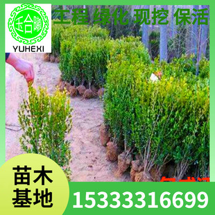 Wholesale Small Leaf Boxwood Seedlings, Melon Seed Boxwood Seedlings, Greening Saplings, Planting Boxwood Potted Boxwood Balls in the North and South