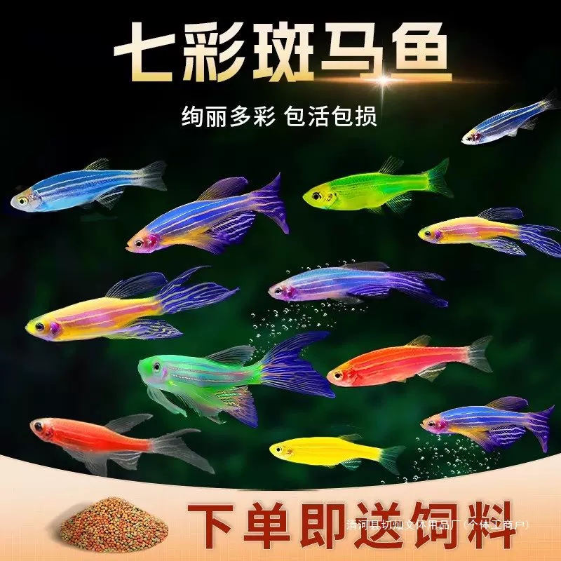 斑马鱼鱼苗热带观赏鱼小鱼淡水耐活好养孔雀鱼活鱼小型七彩草金鱼