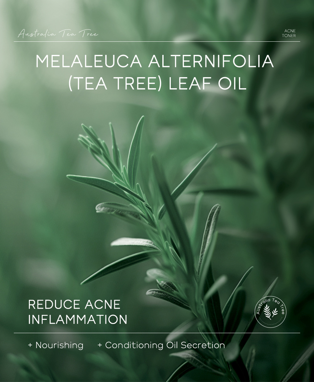 Manufacturer's in-stock cross-border LAIKOU Australian Tea Tree anti-acne Toner 100ml for hydrating and moisturizing undefined