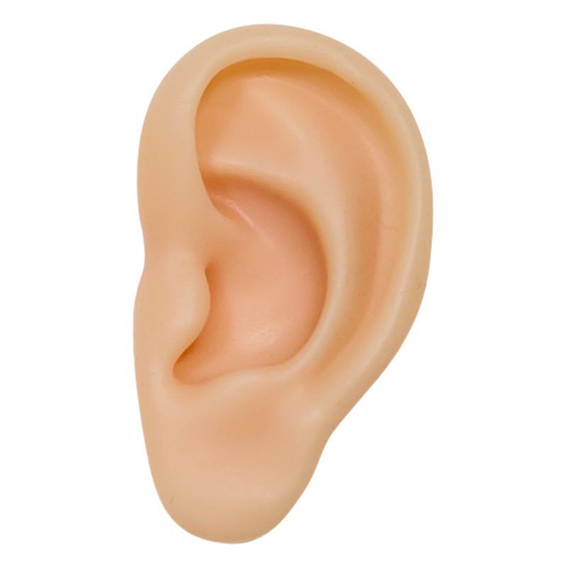 耳つぼモデル教育鍼灸耳偽耳穴モデルシリコン耳モデルシミュレーション耳