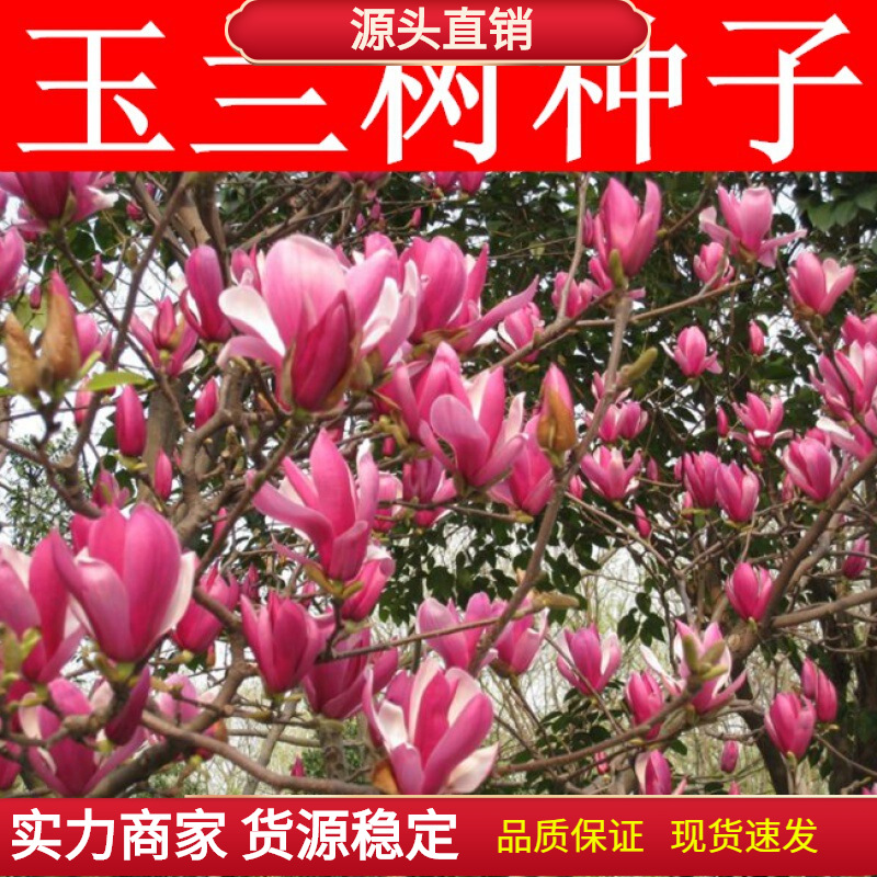 玉兰树种子 白 紫玉兰种子广玉兰种子黄玉兰辛夷玉兰种子