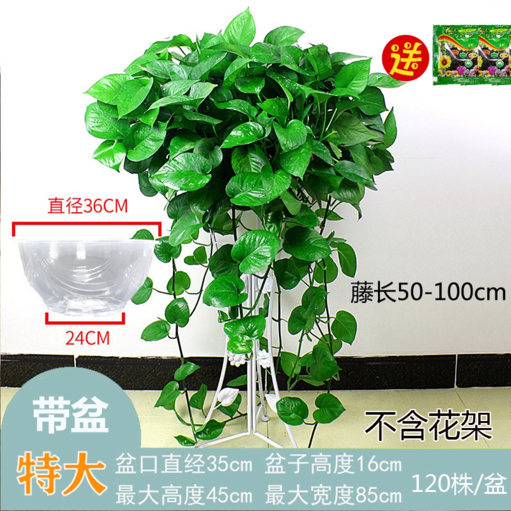 IMG_4053(20241106-182645)