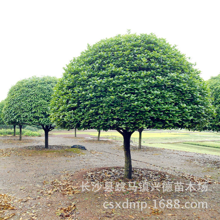 批发桂花 湖南桂花树 金桂 八月桂花香花期长 长沙绿化苗木