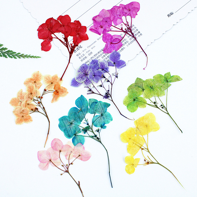 Multi-Headed Hydrangea Real Flowers Dried Flowers Embossed Wholesale Materials Handmade DIY Photo Frame Plant Specimen Bookmark Table Lamp