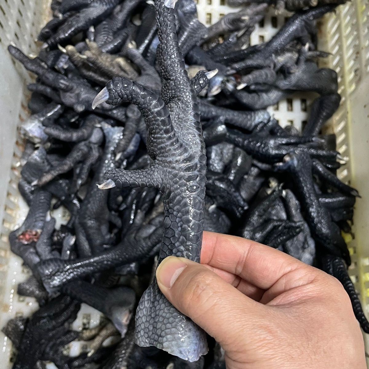 冻货乌鸡爪农家散养生鲜油卤烧烤鸡肉开店堂食商用商用鸡肉