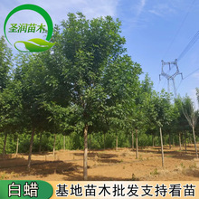 庭院室外种植树绿化苗木 速生白蜡树苗 对节白蜡小苗