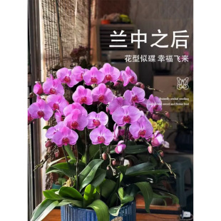 �����m���Ԏ����������������m������͏d�҃�ֲ�ﻨ���ļ����B��