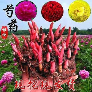 [Fairy Flower] Authentic Double-Petaled Heze Peony and Peony Root Block, Fragrant Flower Potted Plant with Rich Flowers in All Seasons, Cold-Resistant and Easy to Live