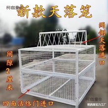 鸽子野笼出外鸽鸽楼顶落鸟子神补野鸽子神器自动进野鸽抓收麦太保