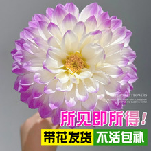 大丽花盆栽带花苞种球类四季花卉耐寒耐热绿植物庭院阳台室内好养