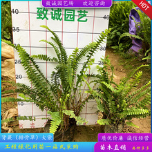 �Źǲ��IާС�籭������辰ֲ��ͥԺ��S�һ���ֱ�N���l������