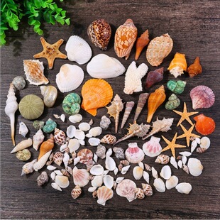 Shell Jewelry, Starfish, Fish Tank, Coral Crafts, Decorative Props, Fish Tank Landscaping Ornaments, Aliexpress One Piece Wholesale