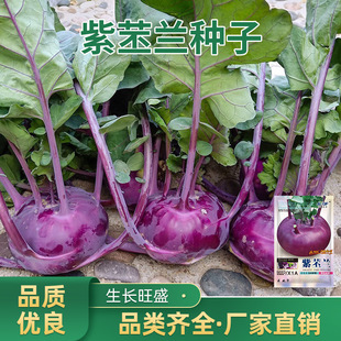 �����m�N�����o���{���m�Ѵ��^�˷N���r��ˈ@�߲˷N�����l��ȫ