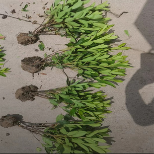 ���ش������� ë�N ���N ���N ë���N Ʒ�N�Rȫ ���󃞻�