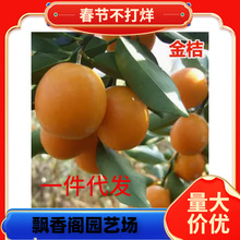 ���ڐ���28̖ ��ɽ�t���ː���38̖��ƽ�̽�������޽��� ���Ә���