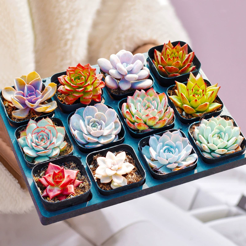 HF продает суккуленты в горшках оптом, крупные суккуленты в горшках, зеленые растения для дома, растения в горшках для высадки, подарочные растения, коробки-сюрпризы.