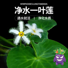 �~��һ�~ɏ��Ƽˮ��ֲ��ˮܽ��ˮ��ˮ��ֲ����ݺ��~���B
