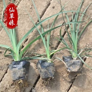 Torch Flower Perennial Ground Cover Seedling Torch Lotus Torch Flower Red Fire Stick Flower Border Flower Greening Landscaping Potted Plant