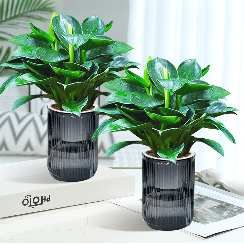 금 다이아몬드 3개 약 25cm + 회색 세로줄 흡수대 + 영양액 [대야 2개 특가]