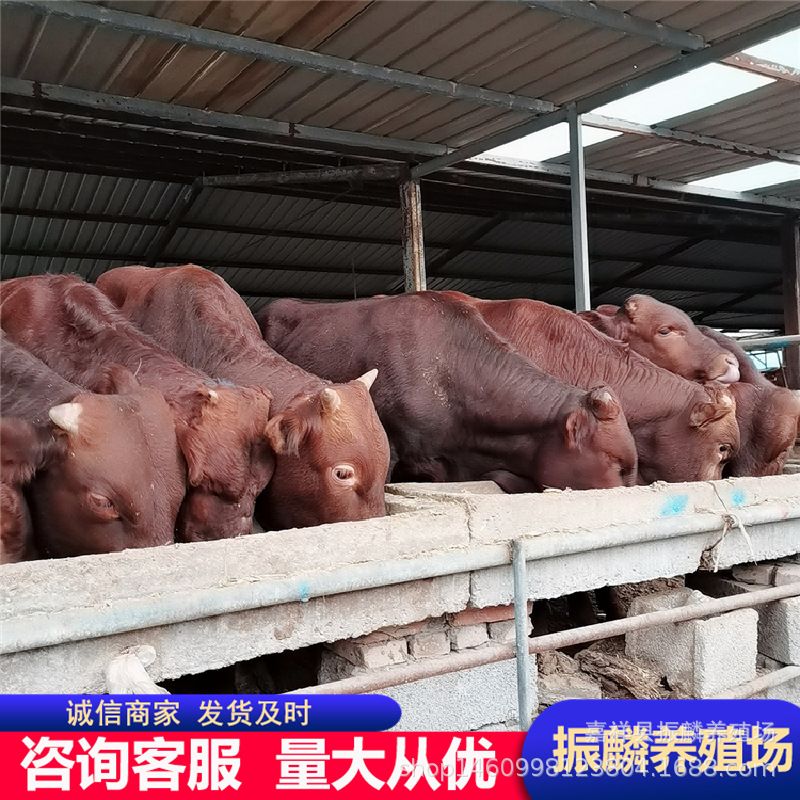 云南肉牛养殖场大量出售架子牛 利木赞200-500斤肉牛价格