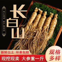 鲜人参长白山带土新鲜园参林地人参泡酒吉林人参单支煲汤产地批发