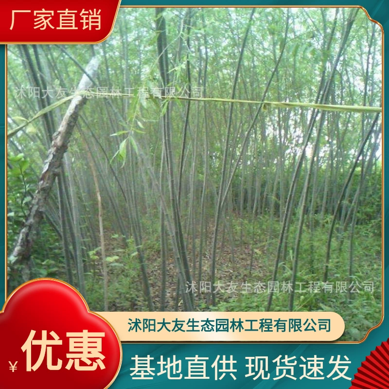 База Оптовая Продажа Бамбуковая ива Мяо Живописный район Ландшафтный дизайн Дорога Сад Инжиниринг Озеленение Рассады