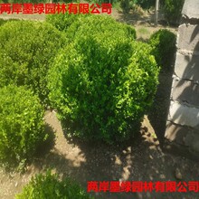 ���~�S��������������׶�����С�~��������@��ͥԺ�G��ֲ��