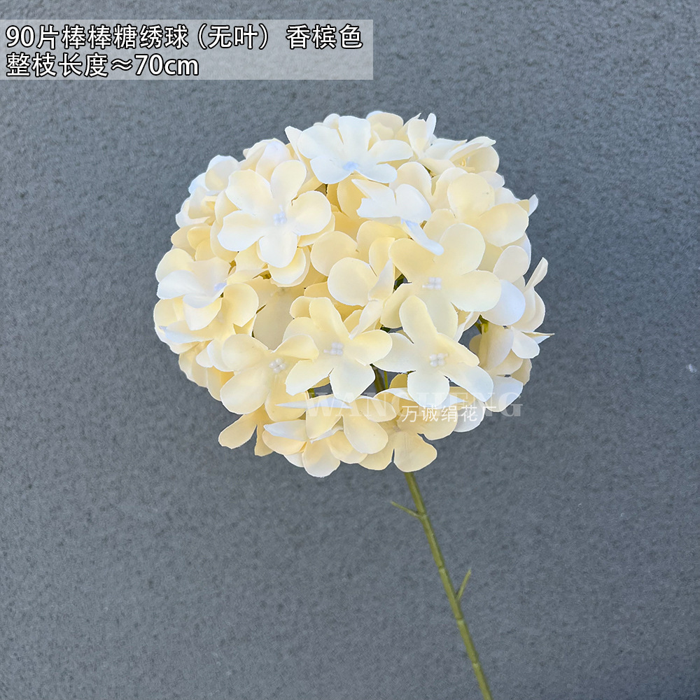 샴페인 컬러 90 롤리팝 수국 (잎 없음)