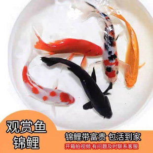 �S����B���˽��~С�~�~���\�����~ɫ���N��ؔ��ˮ�^�p�~�ͻˮ