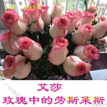 鲜花新鲜基地花束云南玫瑰礼直发香水百合直批邮真花向日