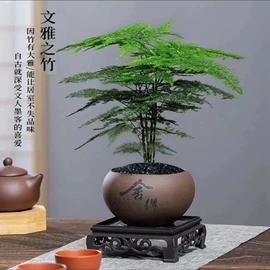 盆栽;乔木;灌木