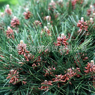 ��ľ�N���o�����ֺ��ɷN���ձ����ɷN�Ӗ|������ɽ�|�����ɘ�N��