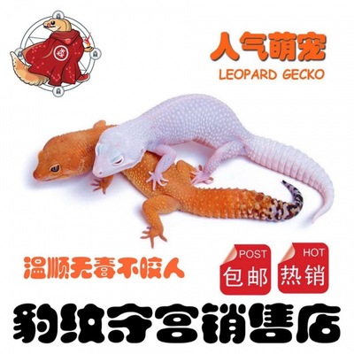 Leopard Gecko living thing Pets Lizard living thing Meek living thing Pets living thing Gecko Lizard