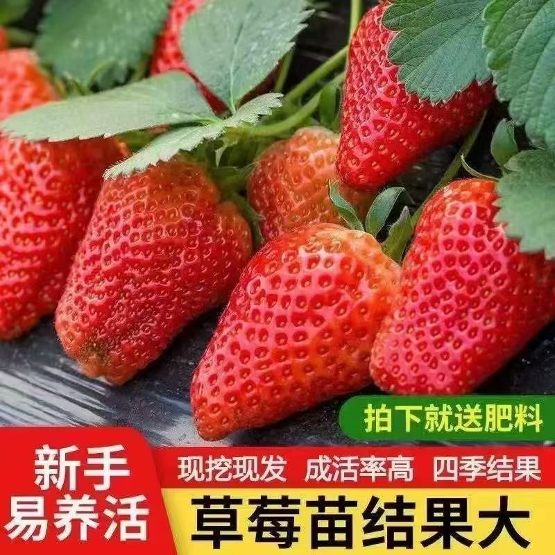 基地现挖草莓苗奶油草莓丹东秧苗四季好样易活大棚