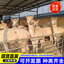 动物园观赏羊驼 成年幼崽活体羊驼价格  宠物羊驼家 养萌宠羊驼