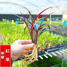 �m����Ʒ���m�t���_��������B�҃��̨��̨����߼��Gֲ��������