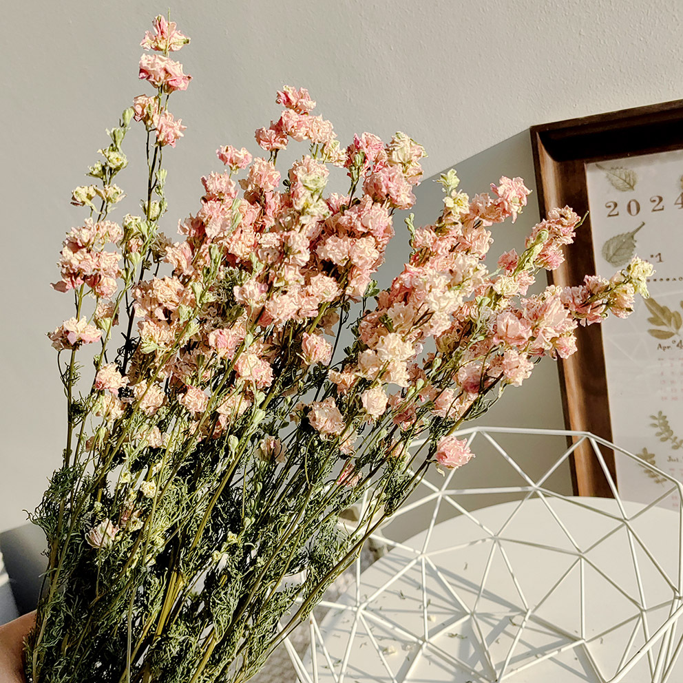 千鸟飞燕干花源头工厂 真花干燥花飞燕草拍摄道具民宿摆件DIY花材
