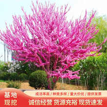 GͥԺͺ⻨ֲϷe@GľG