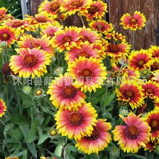 Tianrenju Perennial Root Seeds Cold-Resistant Fresh Garden Forest Landscape Greening Flower Gardening Seeds Courtyard Balcony