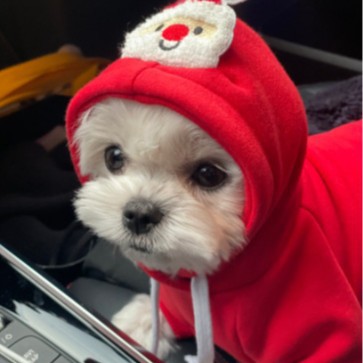 Sudadera para perro y gato, otoño e invierno, nuevo peluche, Bulldog Francés, perro mediano, suministros de Navidad para gatos, ropa